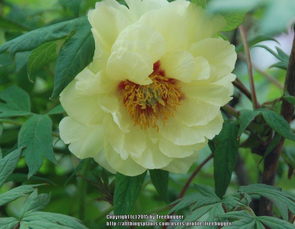Photo of Tree Peony (Paeonia 'High Noon') uploaded by treehugger
