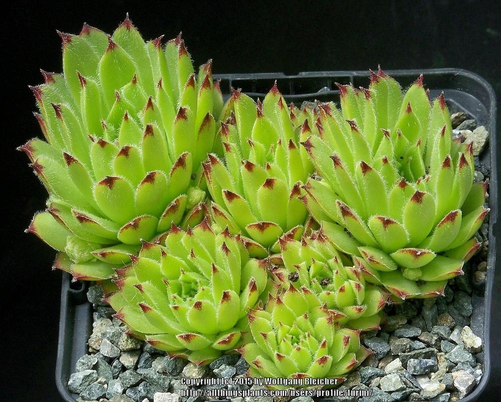 Photo of Hen and Chicks (Sempervivum arachnoideum 'from Digne') uploaded by turini