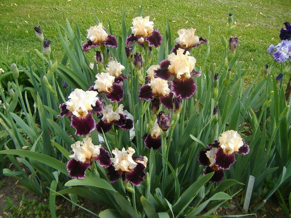 Photo of Tall Bearded Iris (Iris 'Raspberry Swirl') uploaded by tveguy3
