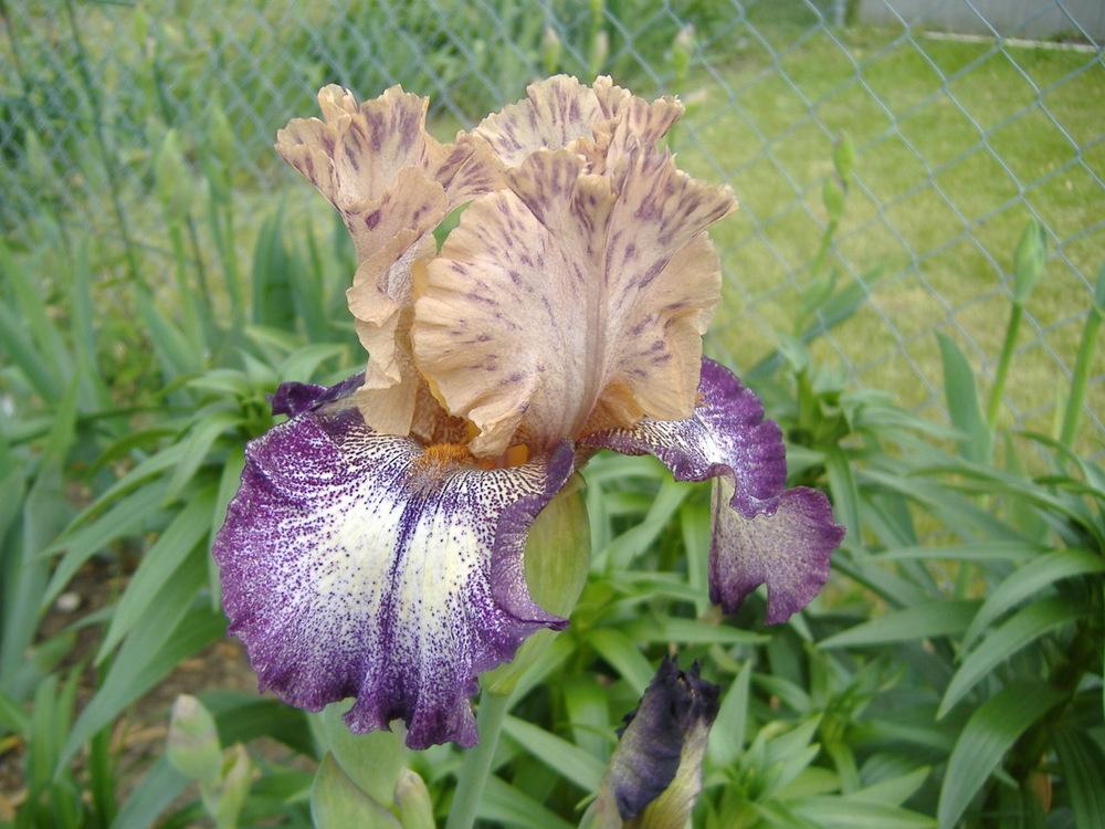 Photo of Tall Bearded Iris (Iris 'Kid's Clothes') uploaded by tveguy3