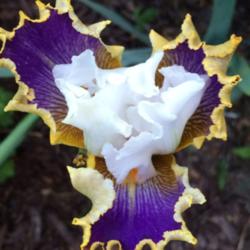 Location: My garden, central NJ, Zone 7A
Date: 5/24/15
Iris Wild Angel -- Just Opening