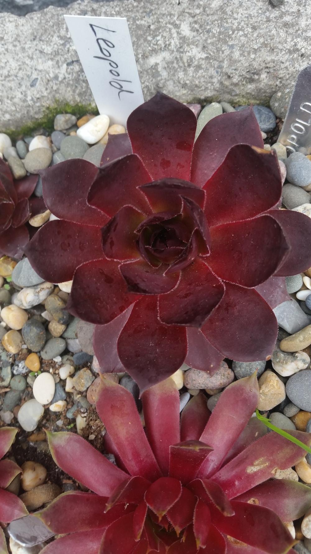 Photo of Hen and Chicks (Sempervivum 'Leopold') uploaded by Paddy