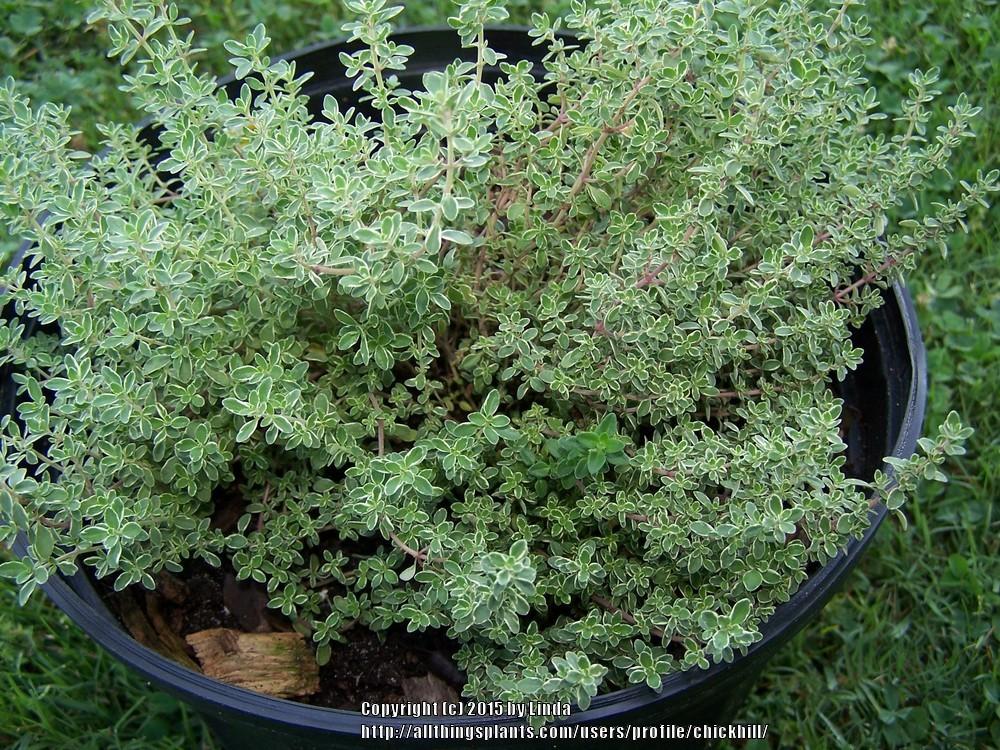 Photo of Thyme (Thymus vulgaris 'Argenteus') uploaded by chickhill