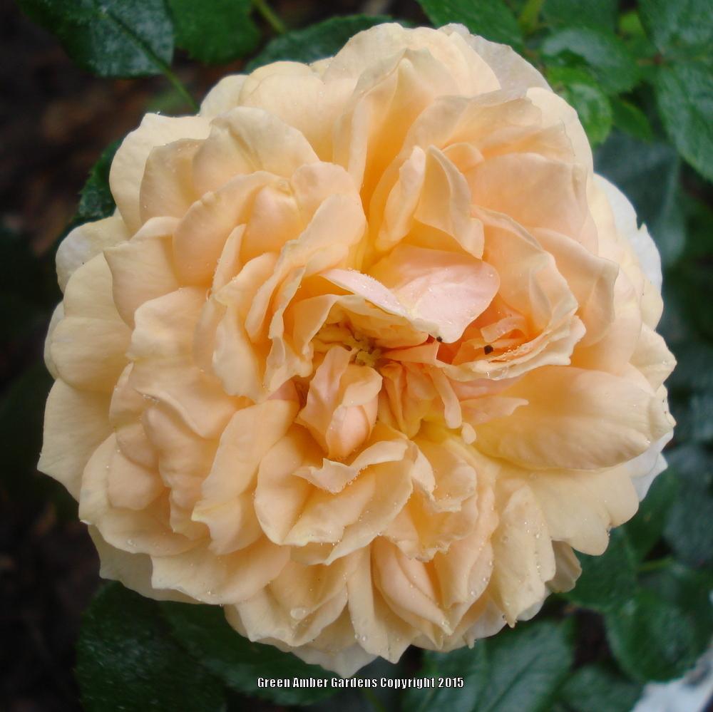 Photo of Rose (Rosa 'Garden of Roses') uploaded by lovemyhouse