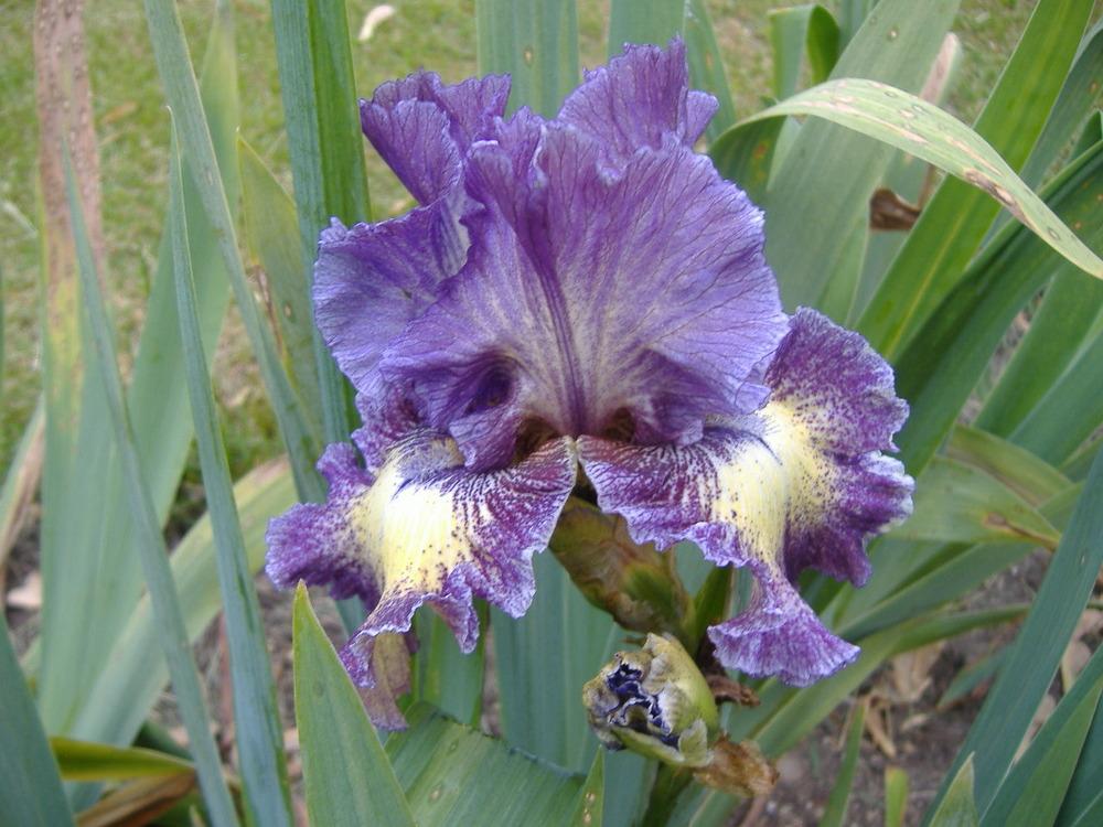 Photo of Tall Bearded Iris (Iris 'Foolish Dreamer') uploaded by tveguy3