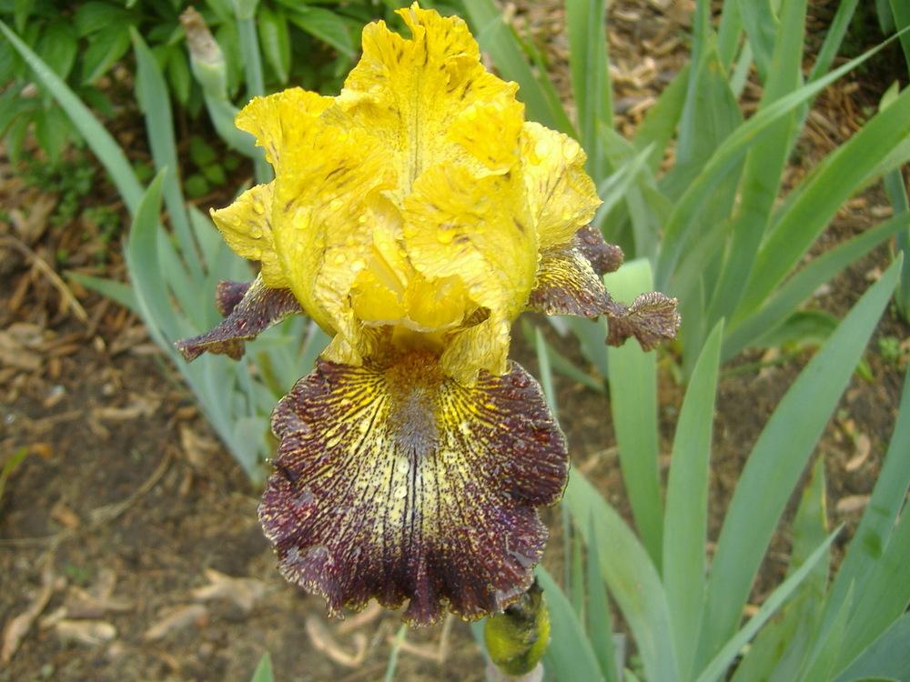 Photo of Intermediate Bearded Iris (Iris 'Petit Tigre') uploaded by tveguy3