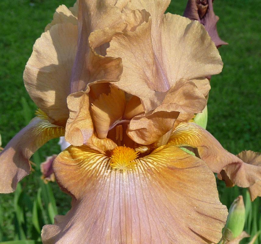Photo of Tall Bearded Iris (Iris 'Downtown Brown') uploaded by Lestv