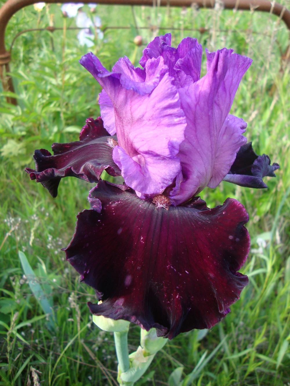 Photo of Tall Bearded Iris (Iris 'Italian Velvet') uploaded by Paul2032