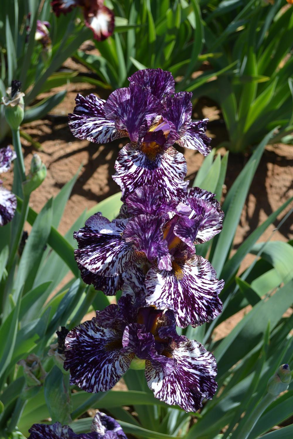 Photo of Tall Bearded Iris (Iris 'Peggy Anne') uploaded by Phillipb2