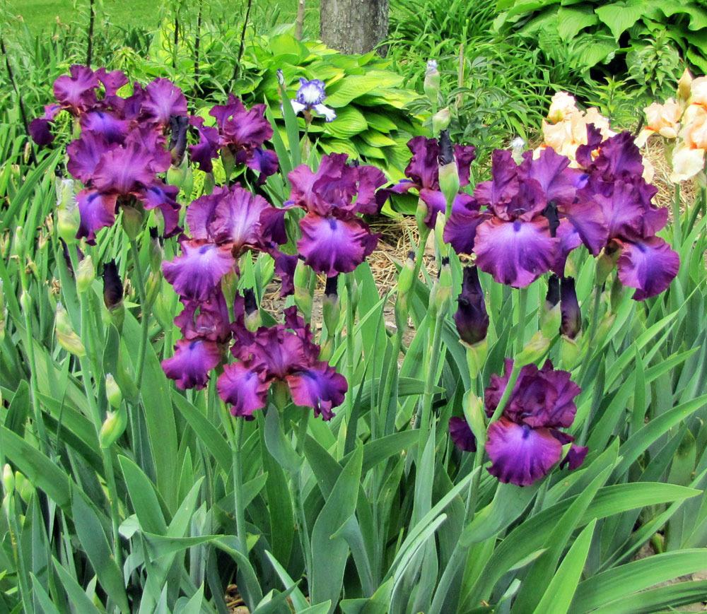 Photo of Tall Bearded Iris (Iris 'Gypsy Romance') uploaded by TBGDN