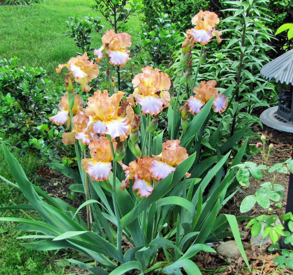 Photo of Tall Bearded Iris (Iris 'Different World') uploaded by TBGDN