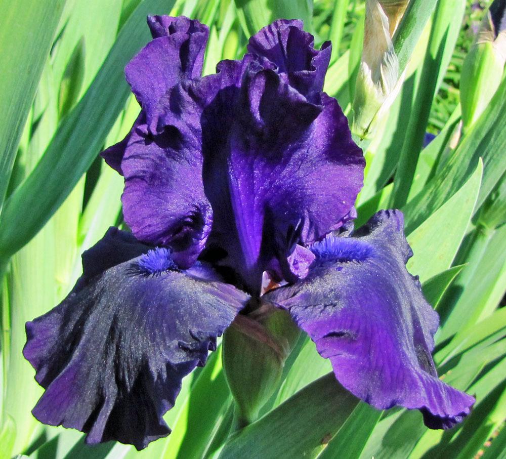 Photo of Tall Bearded Iris (Iris 'Holy Night') uploaded by TBGDN