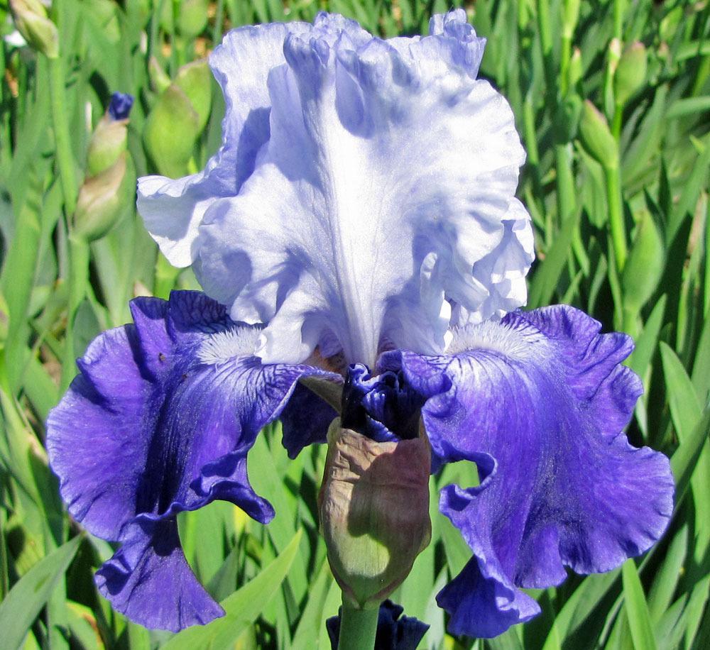 Photo of Tall Bearded Iris (Iris 'Cross Current') uploaded by TBGDN