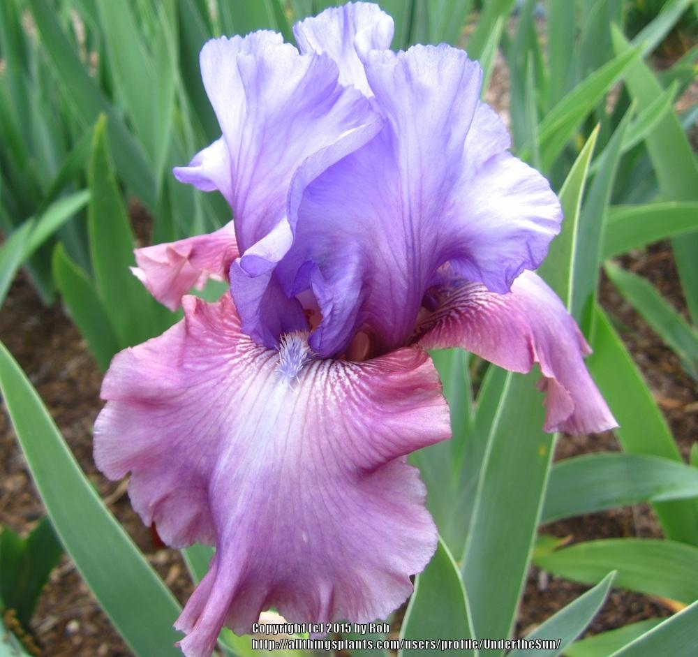 Photo of Tall Bearded Iris (Iris 'New Face') uploaded by UndertheSun