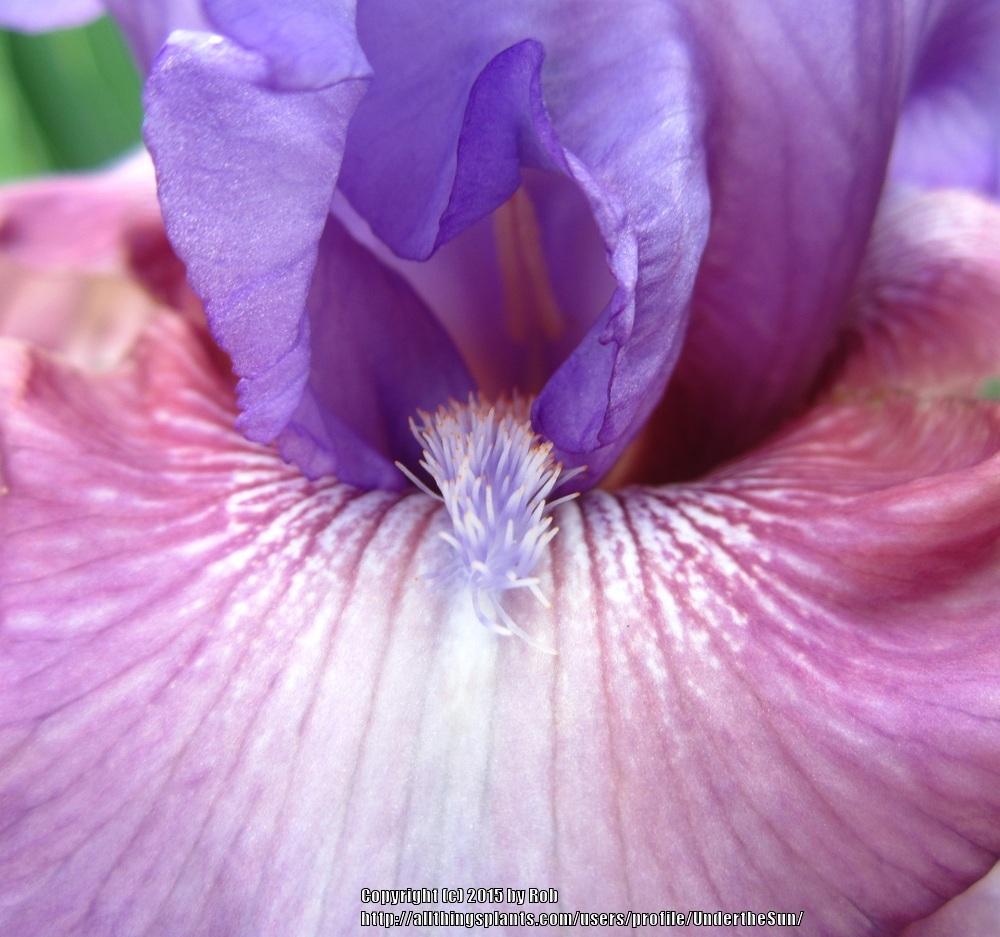 Photo of Tall Bearded Iris (Iris 'New Face') uploaded by UndertheSun