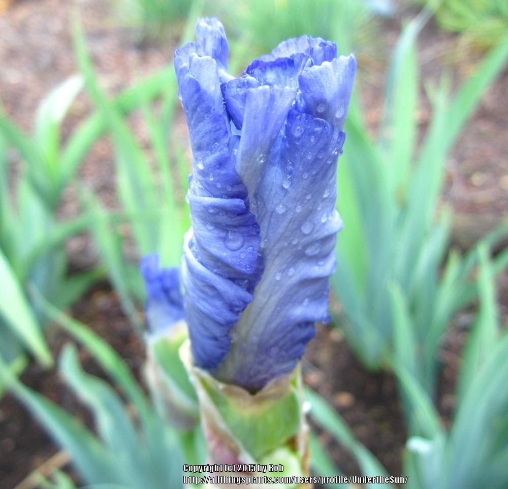 Photo of Tall Bearded Iris (Iris 'Honky Tonk Blues') uploaded by UndertheSun