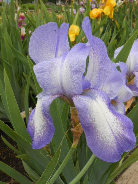 Photo of Tall Bearded Iris (Iris 'Blue Shimmer') uploaded by crowrita1