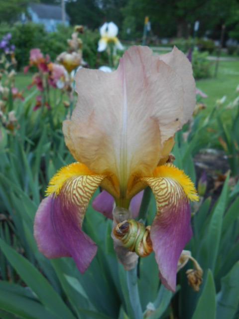 Photo of Tall Bearded Iris (Iris 'Rameses') uploaded by crowrita1