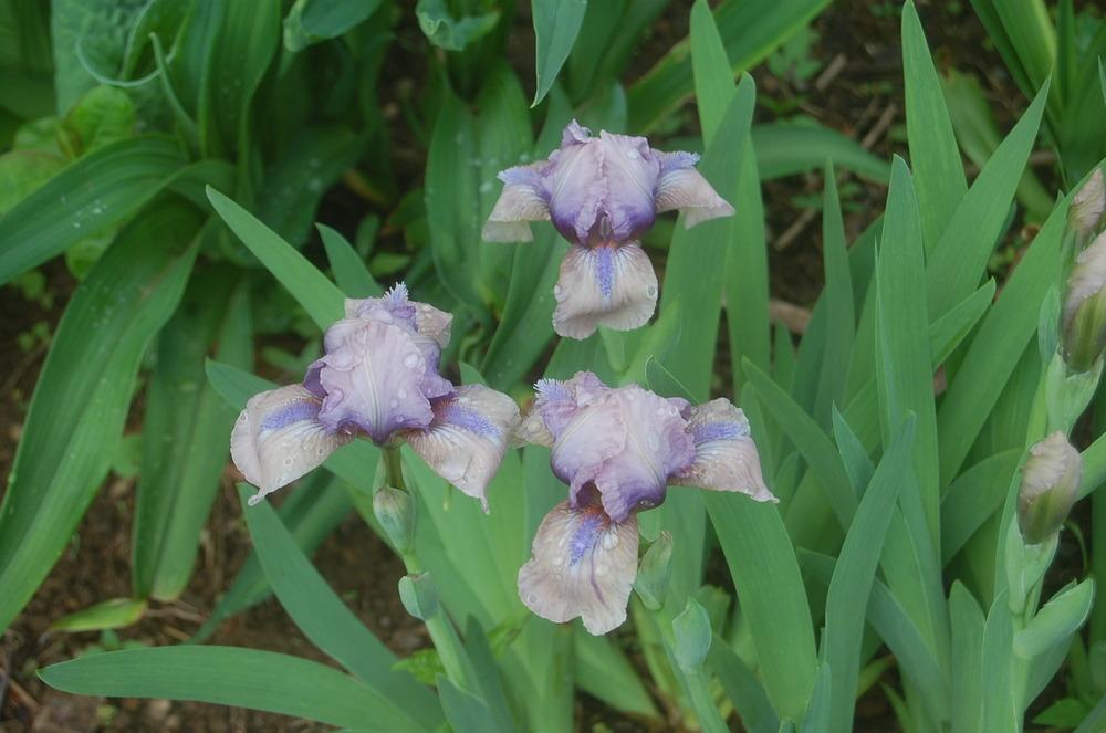 Photo of Standard Dwarf Bearded Iris (Iris 'Alene's Other Love') uploaded by pixie62560