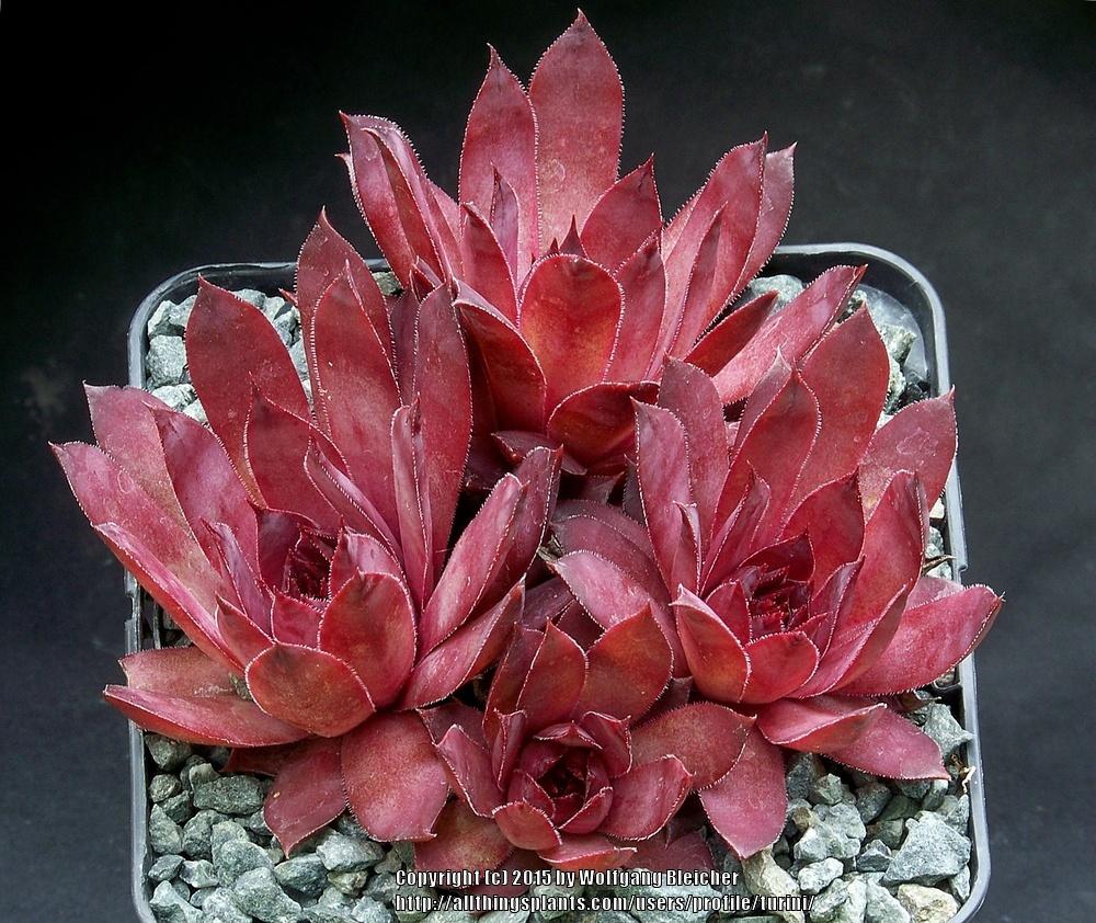 Photo of Hen and Chicks (Sempervivum 'Flamingo') uploaded by turini