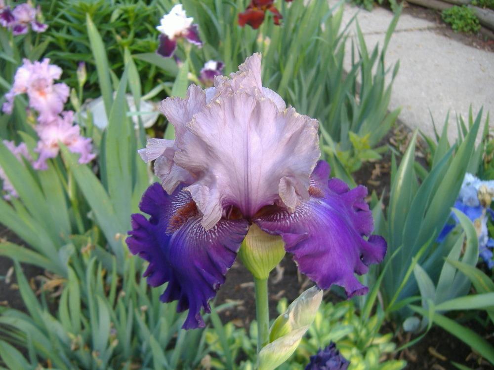 Photo of Tall Bearded Iris (Iris 'Out and About') uploaded by tveguy3