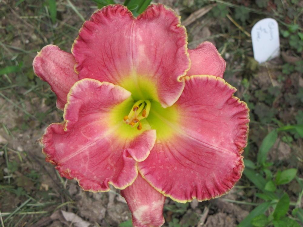 Photo of Daylily (Hemerocallis 'Shores of Time') uploaded by Claudia
