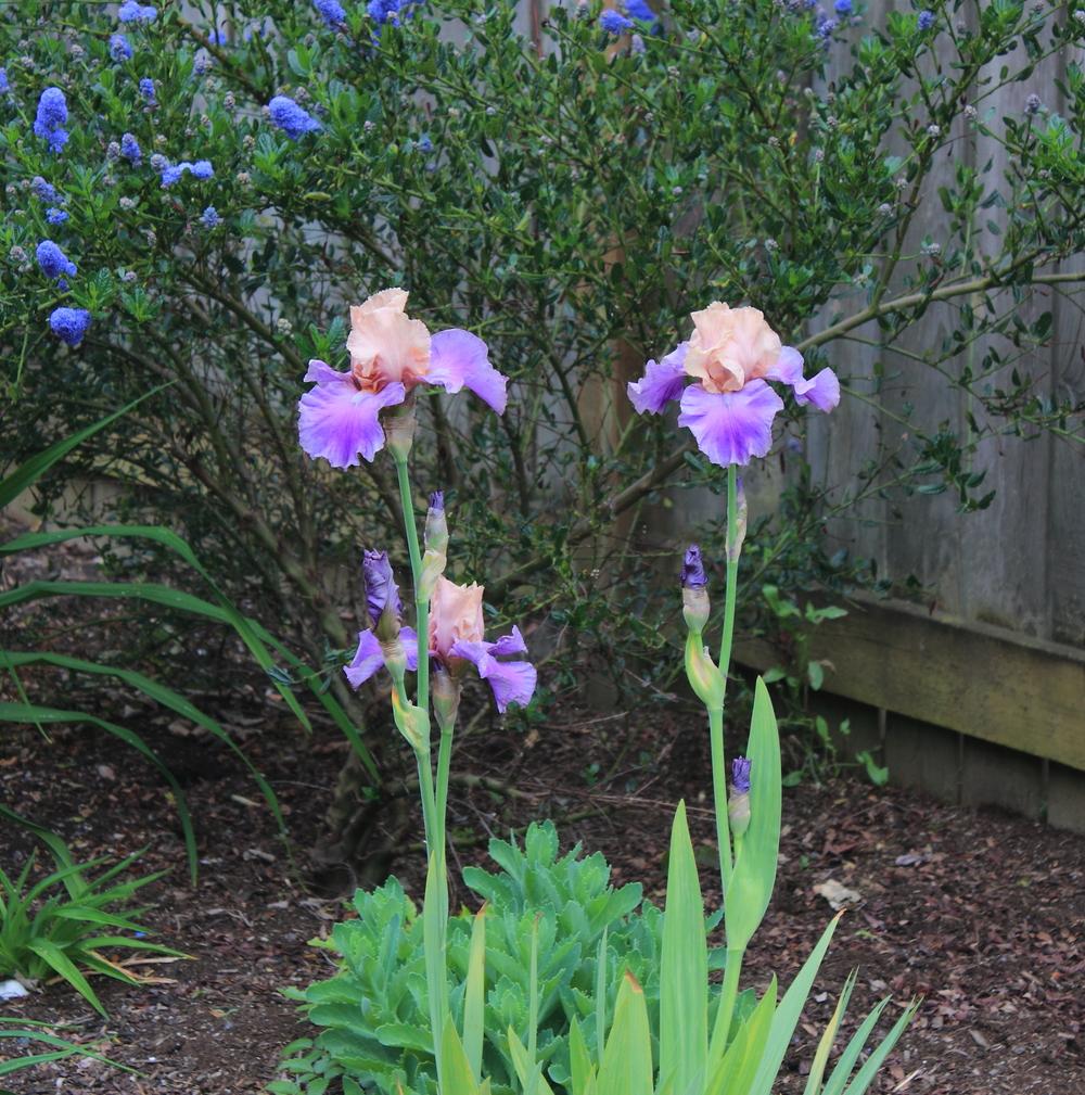 Photo of Tall Bearded Iris (Iris 'Poem of Ecstasy') uploaded by DancingGenes