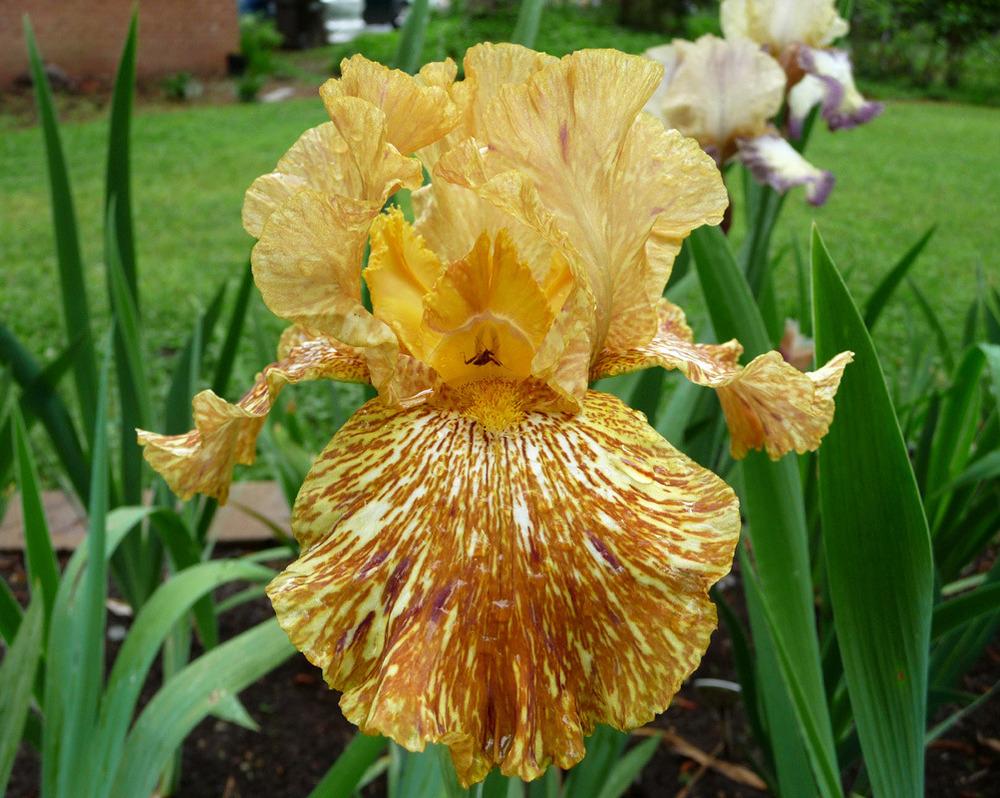 Photo of Tall Bearded Iris (Iris 'Tiger Honey') uploaded by Lestv