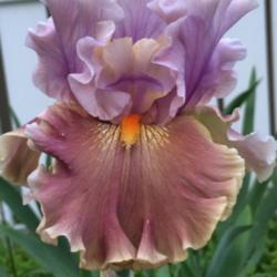 Location: My garden, central NJ, Zone 7A
Date: 5/24/15
Iris Ancient Secrets