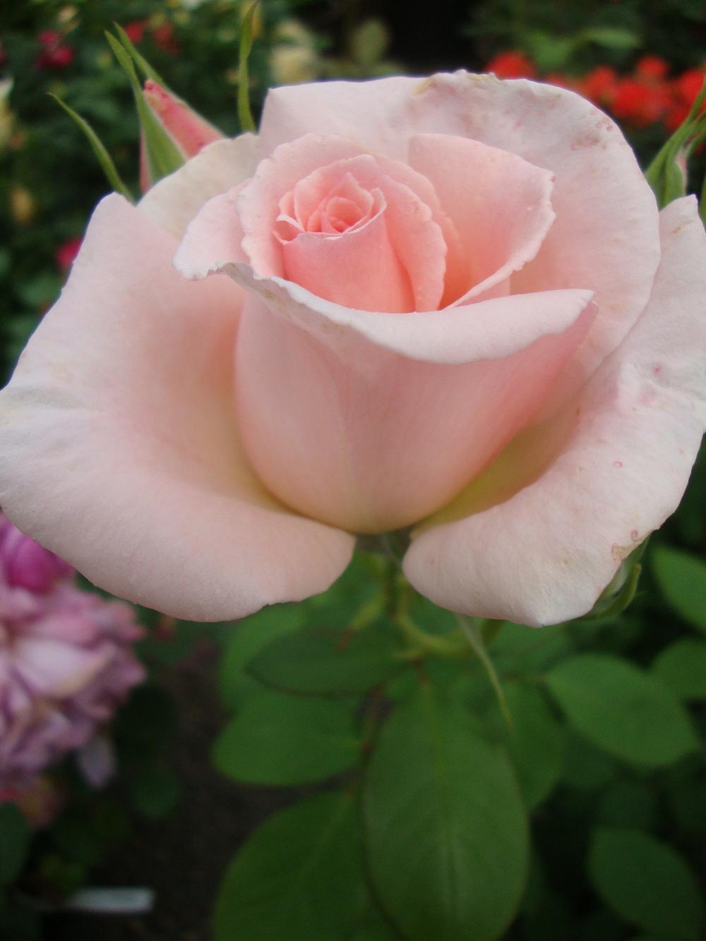 Photo of Rose (Rosa 'Pearly Gates') uploaded by Paul2032