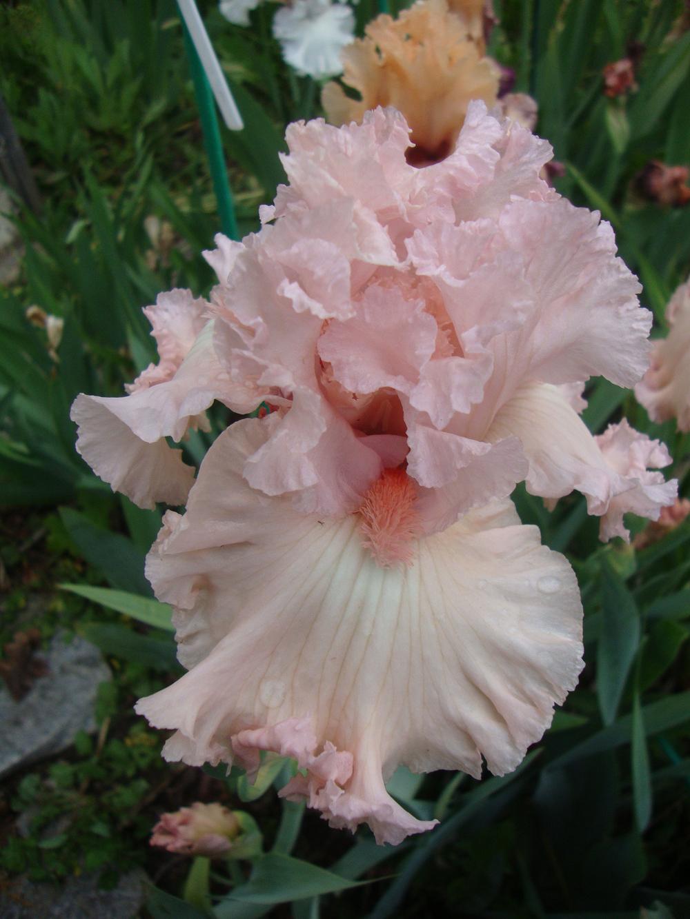 Photo of Tall Bearded Iris (Iris 'Strawberry Shake') uploaded by Paul2032