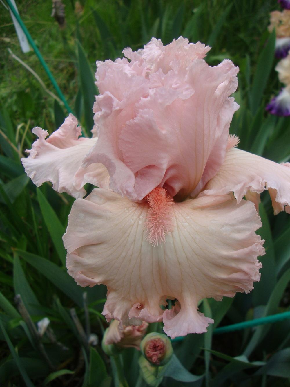 Photo of Tall Bearded Iris (Iris 'Strawberry Shake') uploaded by Paul2032