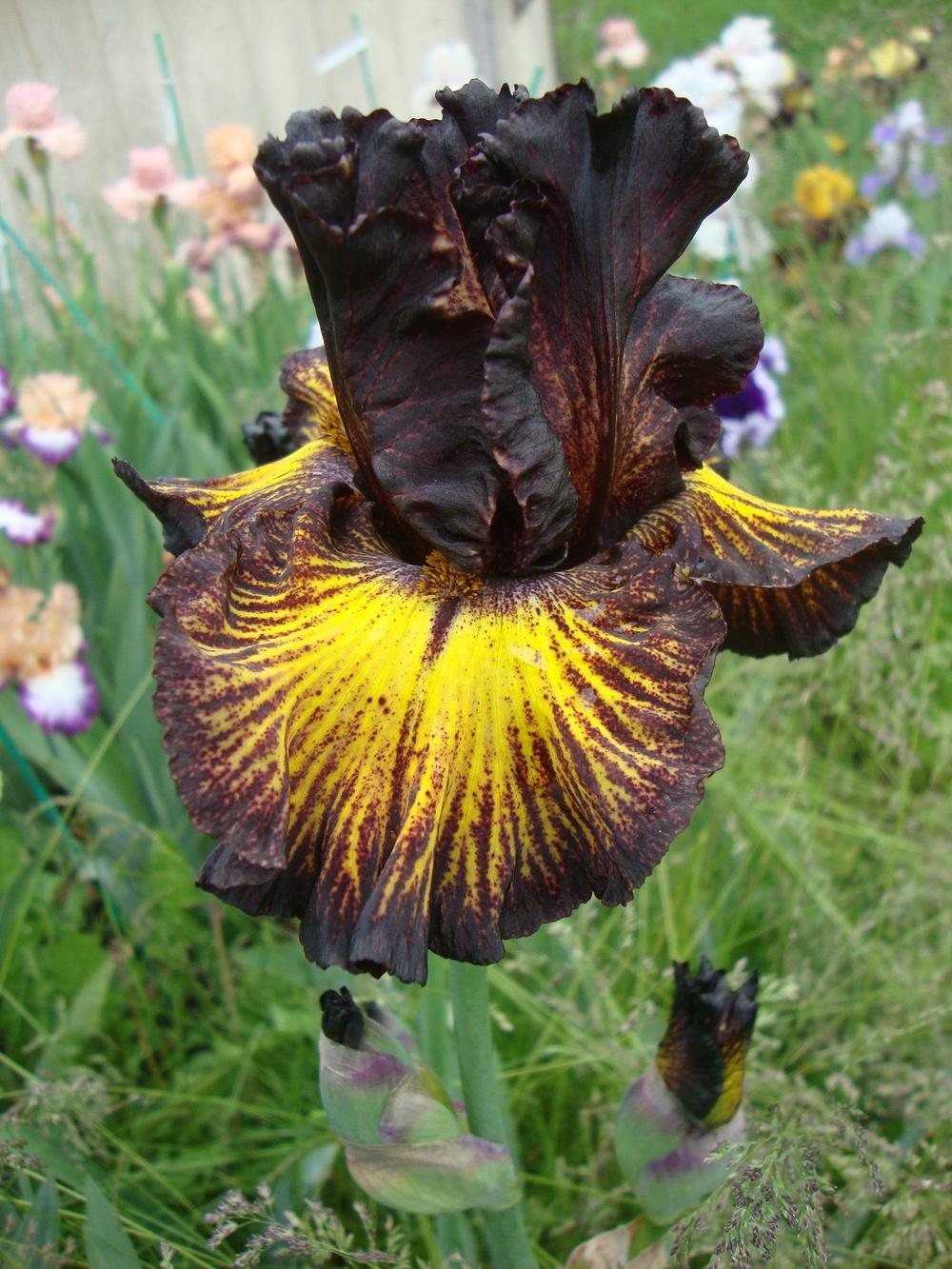 Photo of Tall Bearded Iris (Iris 'Tuscan Summer') uploaded by Paul2032
