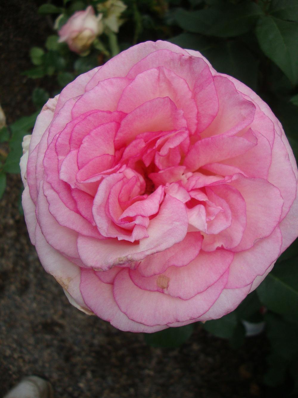 Photo of Rose (Rosa 'Souvenir de Baden-Baden') uploaded by Paul2032