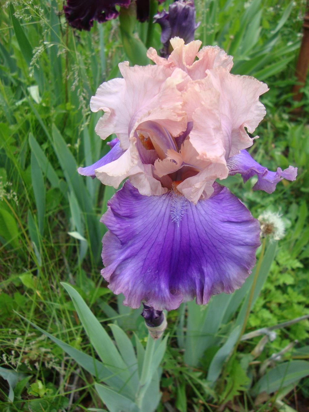 Photo of Tall Bearded Iris (Iris 'Florentine Silk') uploaded by Paul2032