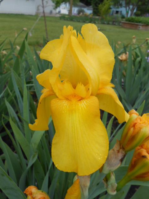 Photo of Tall Bearded Iris (Iris 'Goldbeater') uploaded by crowrita1