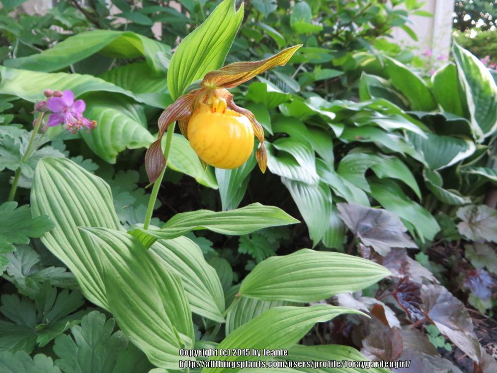 Photo of Lesser Yellow Lady's Slipper (Cypripedium parviflorum) uploaded by foraygardengirl