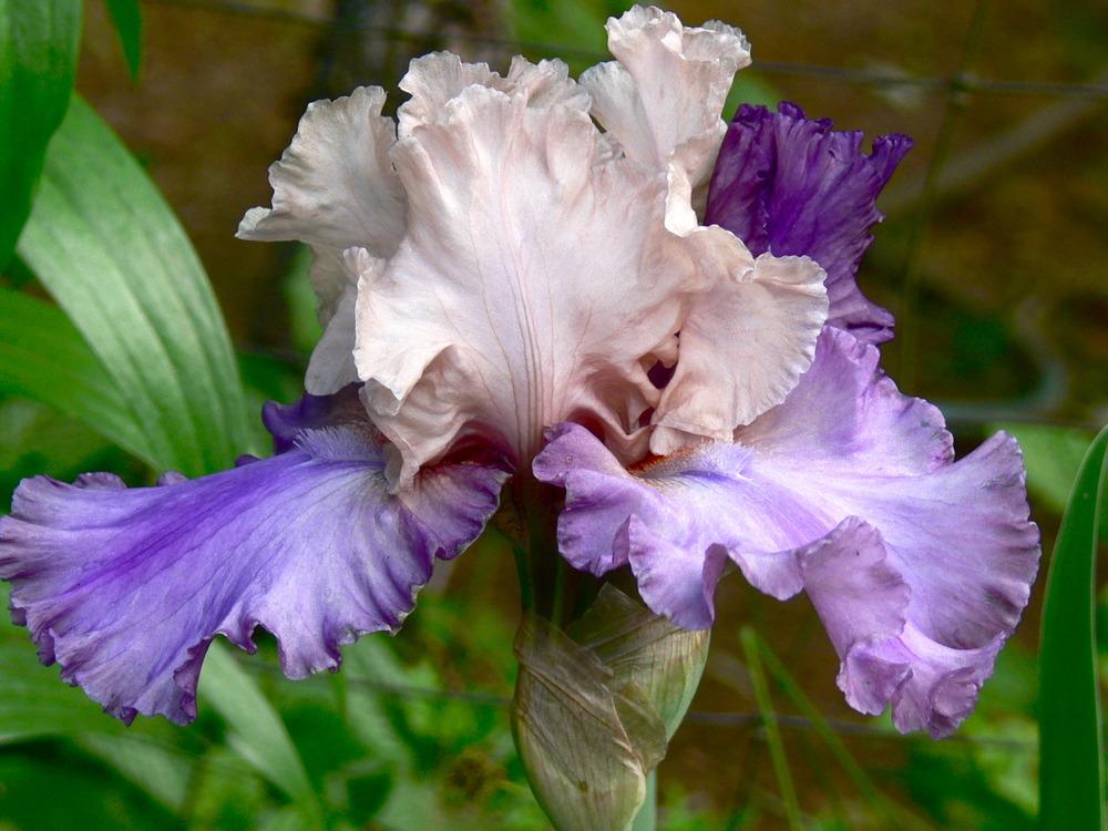 Photo of Tall Bearded Iris (Iris 'Sotto Voce') uploaded by janwax