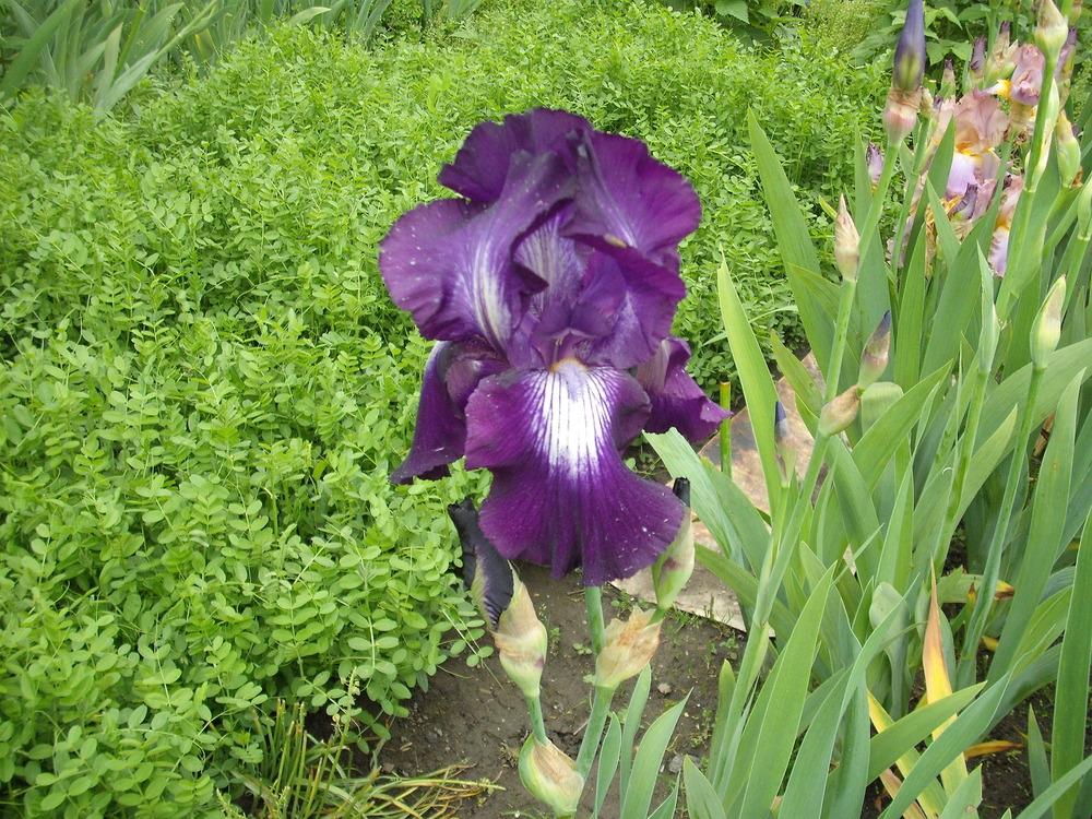 Photo of Tall Bearded Iris (Iris 'Exotic Star') uploaded by pasla3