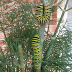 Location: Backyard/courtyard
Date: 5/28/2015
 Caterpillers doubling in size each day & have changed colors!