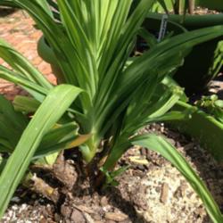 Location: Backyard/courtyard
Date: 5/28/2015
New fans coming up on my Rainbow Maker Daylily!!!