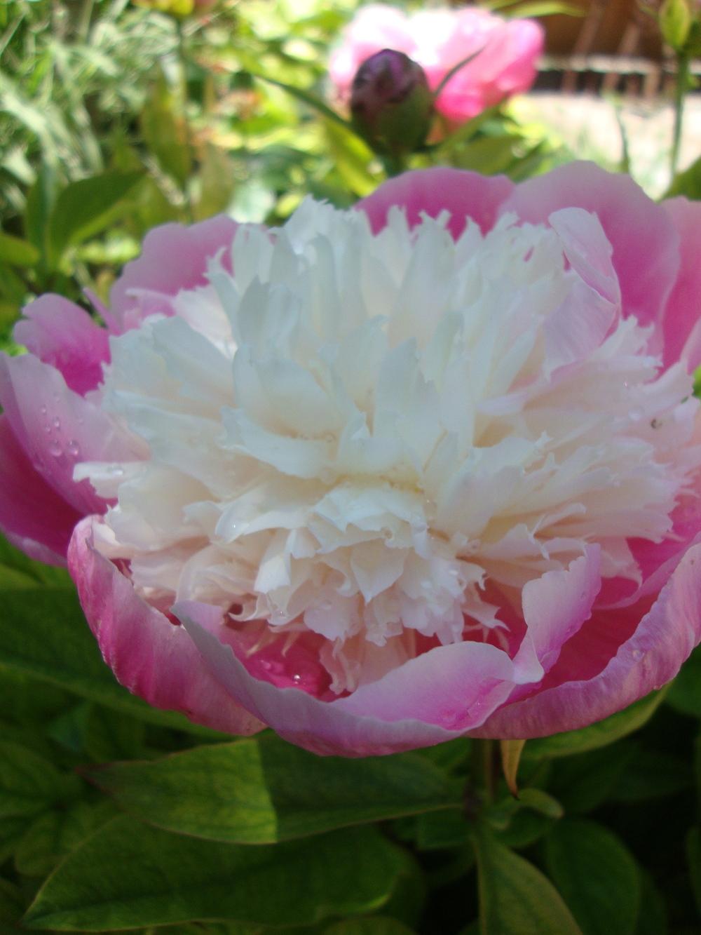Photo of Peony (Paeonia lactiflora 'Bowl of Beauty') uploaded by Paul2032