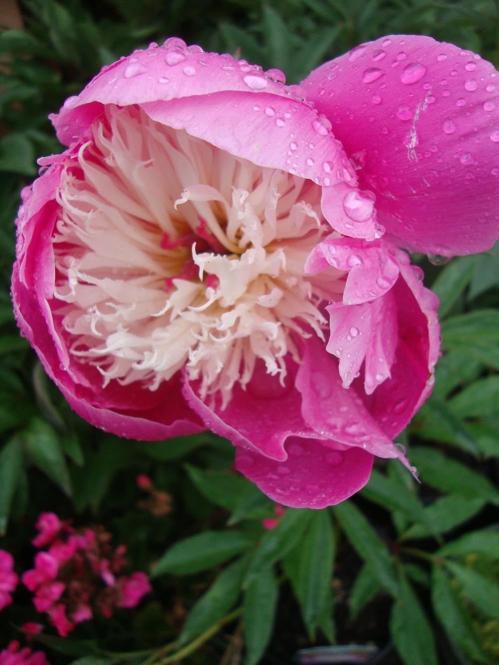 Photo of Peony (Paeonia lactiflora 'Bowl of Beauty') uploaded by Paul2032