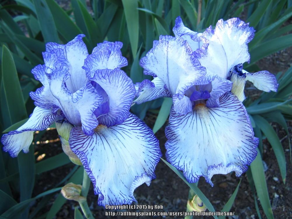 Photo of Tall Bearded Iris (Iris 'Autumn Circus') uploaded by UndertheSun