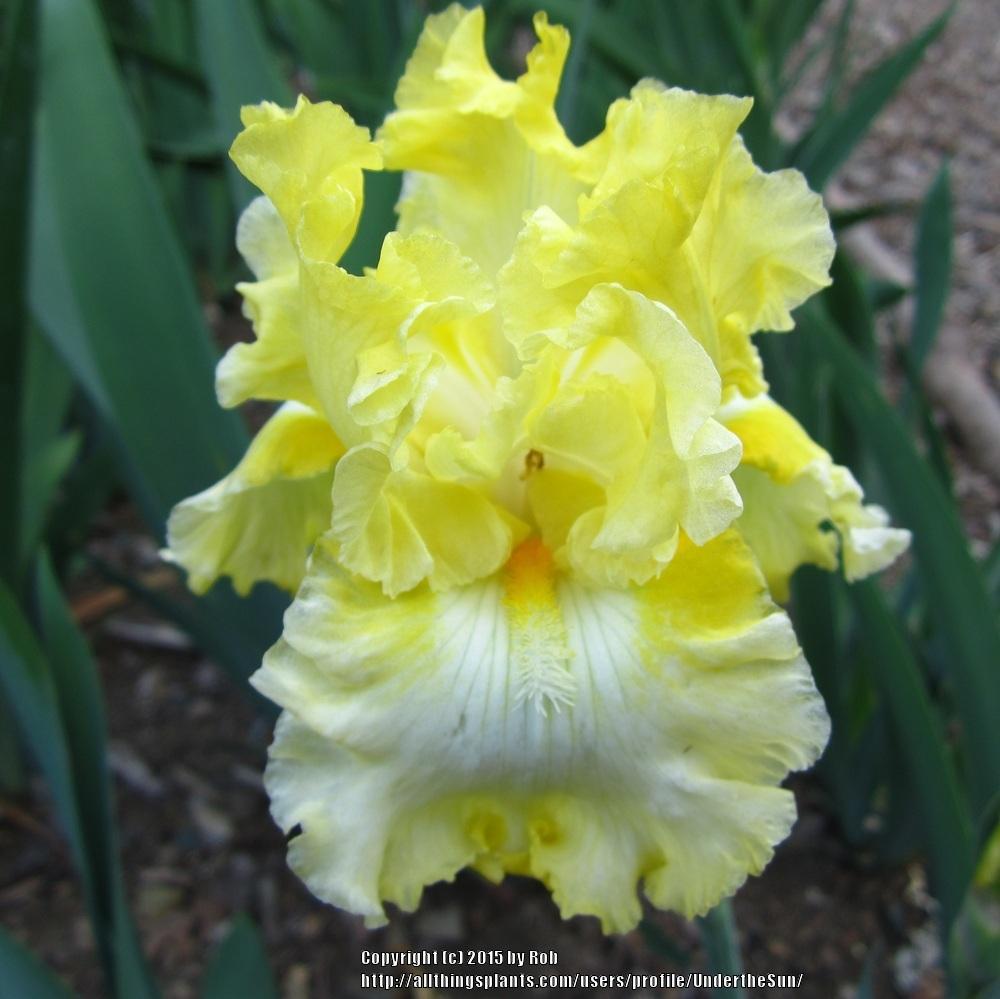 Photo of Tall Bearded Iris (Iris 'Sun Shine In') uploaded by UndertheSun