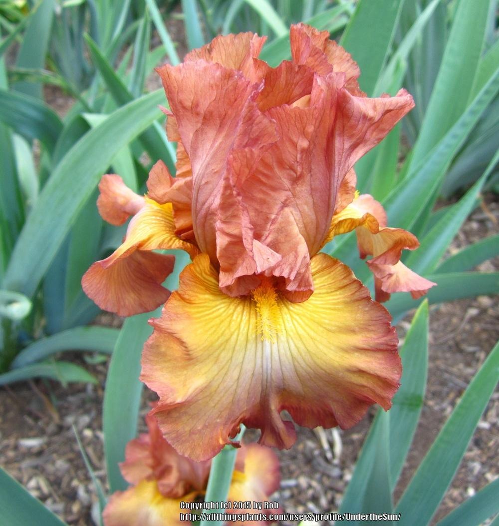 Photo of Tall Bearded Iris (Iris 'Buffer Zone') uploaded by UndertheSun