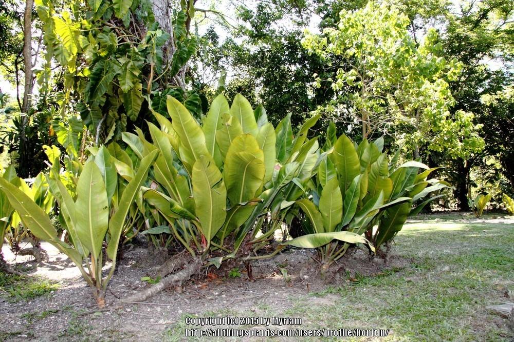 Photo of Philodendron auriculatum uploaded by bonitin