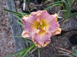 Thumb of 2015-05-28/gardenglory/22176f