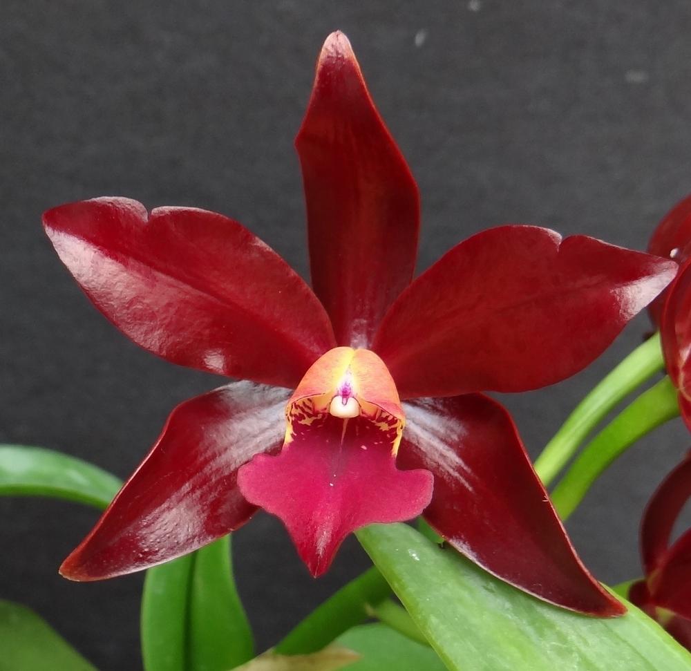 Photo of Orchid (Cattlianthe Chocolate Drop 'Volcano Queen') uploaded by hawkarica