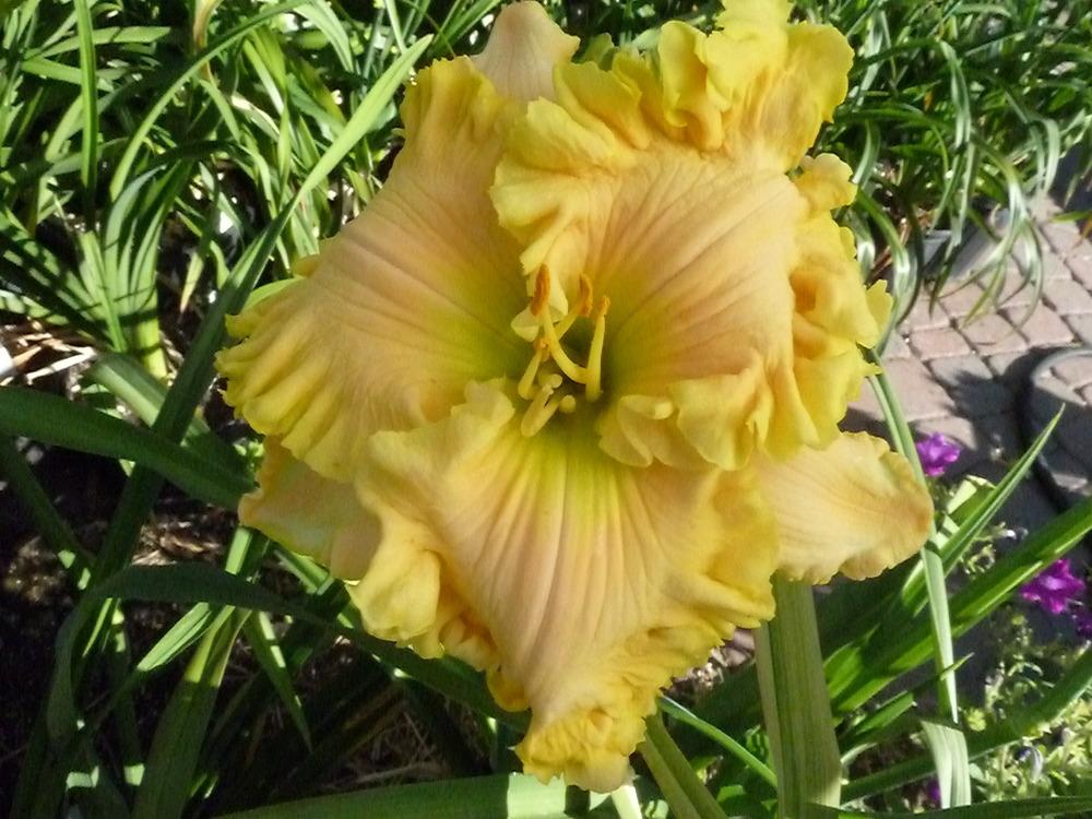 Photo of Daylily (Hemerocallis 'Butch and Barbara's Cracked Eggs') uploaded by lyle627